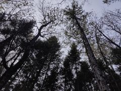 -汤旺河林海奇石景区