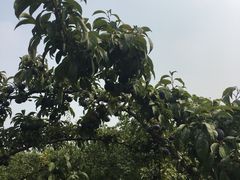 -万源龙顺度假庄园生态观光园