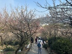 -香雪海