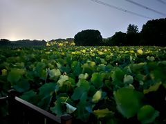 -梁鸿国家湿地公园