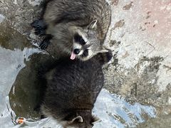 -泉州海丝野生动物世界