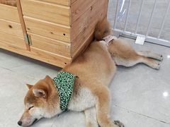 -柴犬小屋·柴餐厅·狗咖食堂(金鼎广场店)