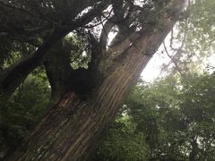 -天目山大树王景区