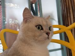 -喵屿·大理花园猫咖