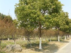 -昆山城市生态森林公园