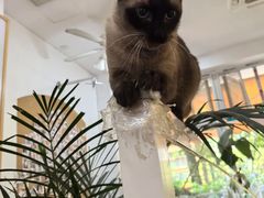 -李小姐の猫咖啡馆(五角场店)