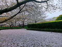 -武汉大学-樱园