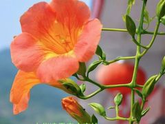 -小菜园新徽菜(常州金坛吾悦店)