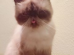 -more than meow吴止猫主题餐厅(承德 中船汇店)