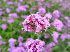 -上海滨江森林公园