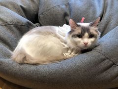 -啵啵喵·猫咖(攀华国际店)