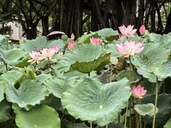 -荔湾湖公园