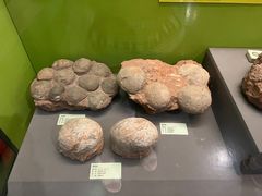 -天津自然博物馆