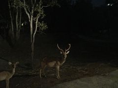 -清迈夜间动物园