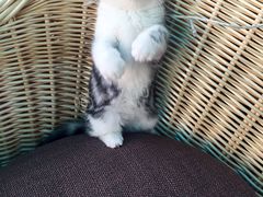 -喵zoo家庭繁育猫舍(尖东智能花园店)