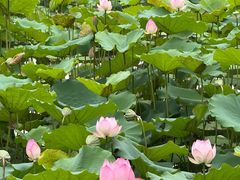 -荔湾湖公园