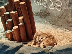 -Zoolung Zoolung动物主题公园(海信广场店)