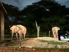 -清迈夜间动物园