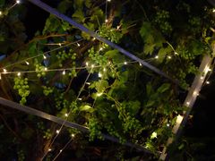 -ZING鲸鱼啤酒(葡萄院店)