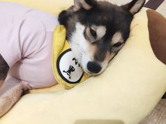 -逗柴咖啡屋·狗咖猫咖宠物桌游