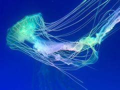 -海合安成都极地海洋公园