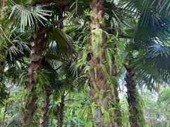 -中国科学院西双版纳热带植物园