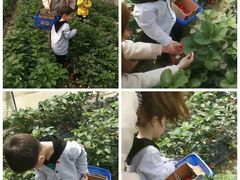 -青浦采草莓天天草莓园