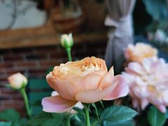 -The Flowers Coffee(南山店)