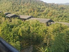 -大唐贡茶院