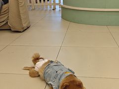 -怪兽屋·羊驼·猫咖·狗咖(俊华广场店)