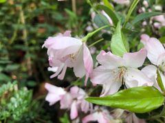 -秦美花卉(天朗·莱茵小城2期店)