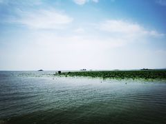 -滕州微山湖红荷湿地景区