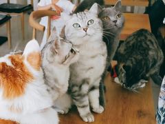 -平行世界·猫咖(首经贸店)