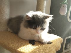 -猫腻·猫咖·撸猫馆(星光大道店)