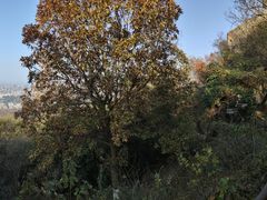 -紫金山山顶公园
