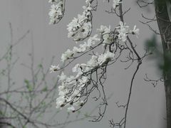 -太平天国历史博物馆(瞻园)