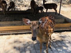 -北京鹿世界主题园