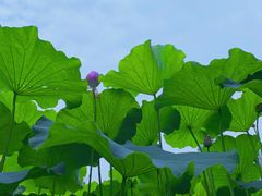 -陈家山荷花公园
