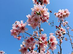 -王借岗森林公园
