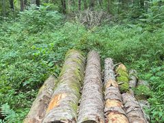 -五营红松林海景区