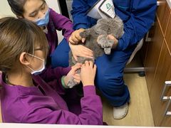 -美联众合宠物医院·爱萌分院·内外科·猫科中心