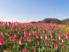 -径山花海
