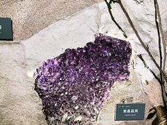 -中国地质博物馆