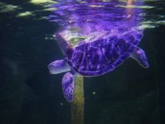 -暹罗海洋世界