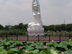 -荷塘月色湿地公园·向阳花洲