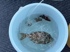 -小猫钓鱼海钓俱乐部(椰梦长廊店)