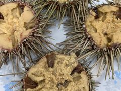 -海胆小馆(东北水饺·春柳店)