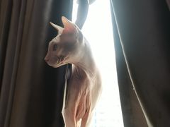 -喵园·猫主题咖啡厅·撸猫·猫咖(国贸店)