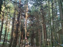 景点-重庆睡佛山森林公园