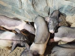-正佳雨林生态植物园